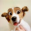 ͷ��