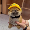ͷ