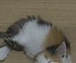 ͷ