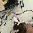 ͷ
