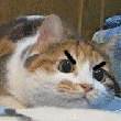ͷ