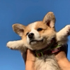 ͷ