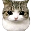 ͷ��