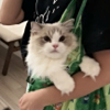ͷ