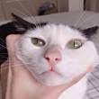 ͷ