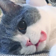 ͷ