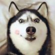 ͷ��