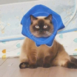 ͷ��