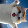 ͷ��
