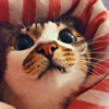 ͷ