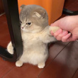 ͷ��