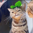 ͷ