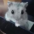 ͷ