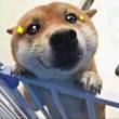 ͷ