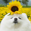 ͷ