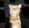 ͷ��