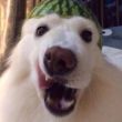 ͷ��