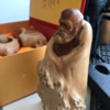 ͷ