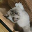ͷ��