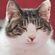 ͷ