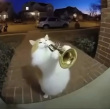 ͷ��