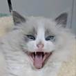 ͷ