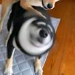 ͷ