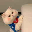 ͷ��