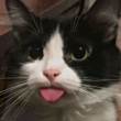 ͷ