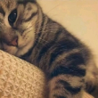 ͷ��