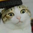 ͷ