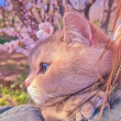 ͷ��