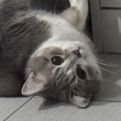 ͷ��