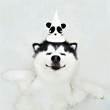 ͷ
