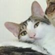 ͷ��