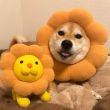 ͷ��