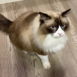 ͷ��
