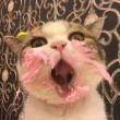 ͷ��