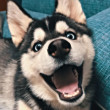 ͷ