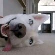 ͷ��