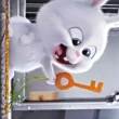 ͷ