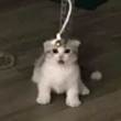 ͷ