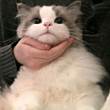 ͷ