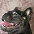 ͷ