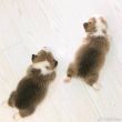 ͷ��