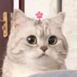 ͷ