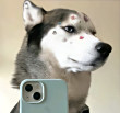 ͷ