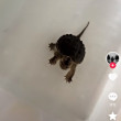 ͷ