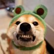 ͷ��