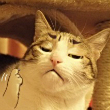 ͷ